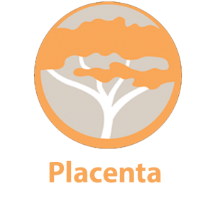 placenta kodi